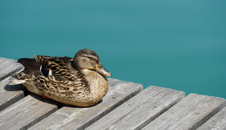 Посетительница парка аттракционов подала иск из-за столкновения с уткой
