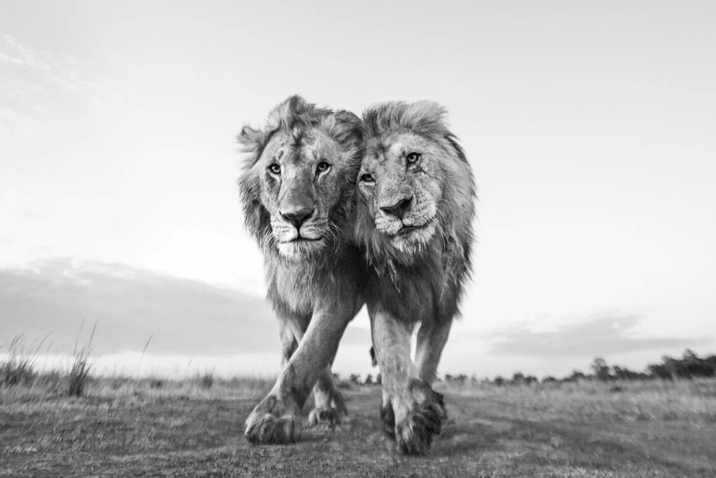 два льва фото