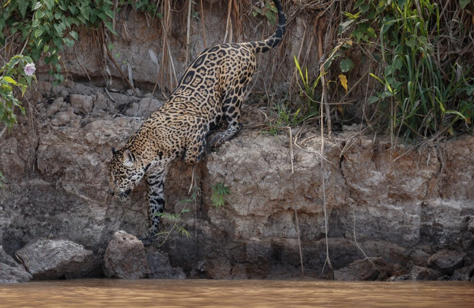 Зафиксирован рекордный заплыв ягуара