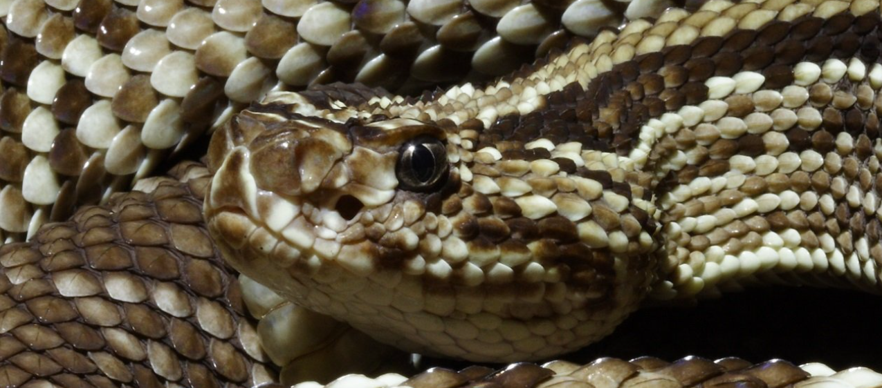 Ученые на пороге создания универсального противоядия от укусов змей