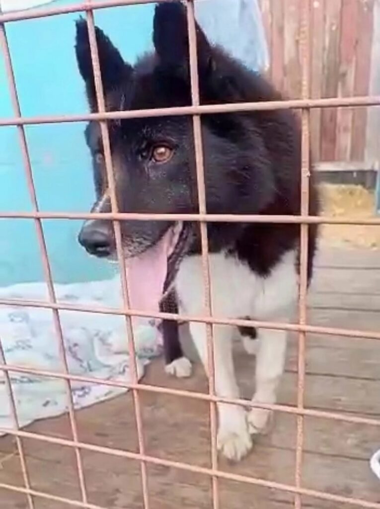 Пропавшая собака воссоединилась с хозяином спустя полгода 