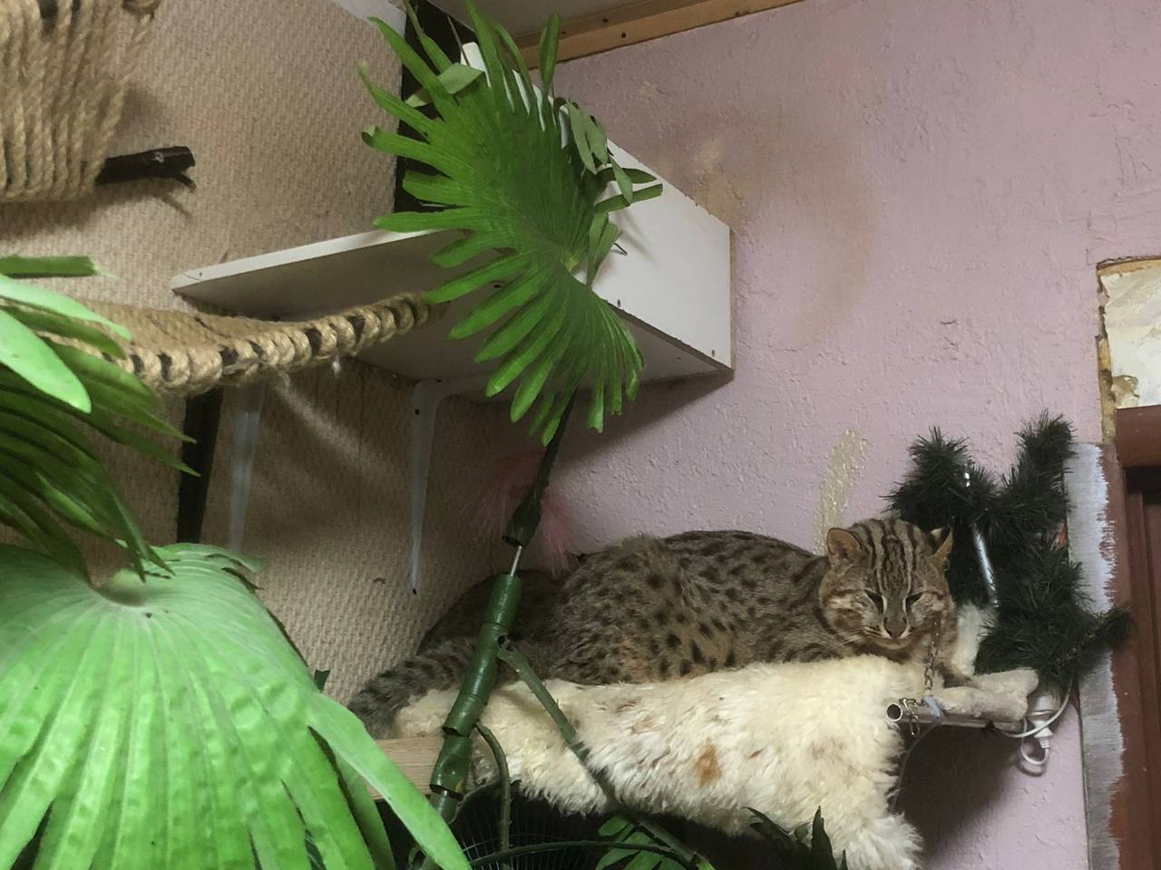 В Москве нашли трех амурских лесных котов