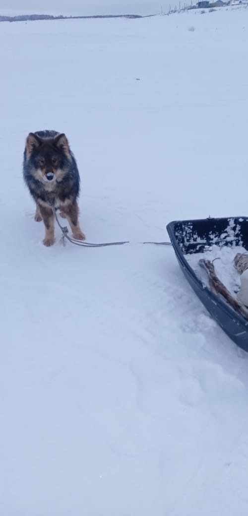 В Якутии пес спас мужчину, во время рыбалки