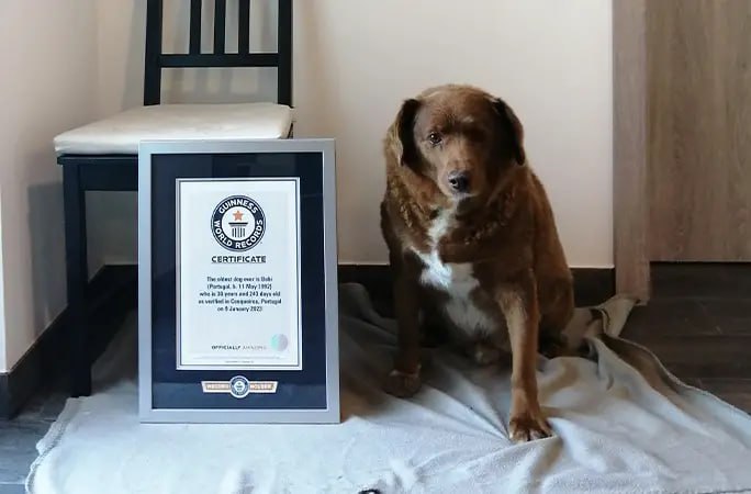 Старейший пёс в мире стал рекордсменом долгожителем среди собак