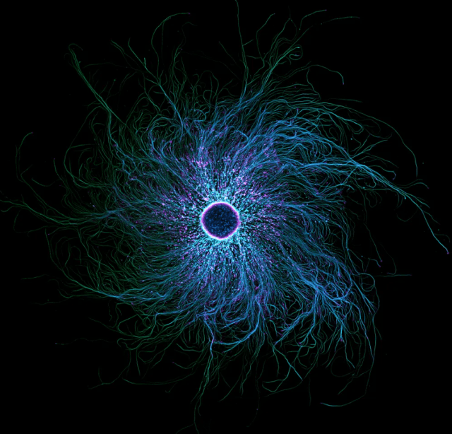 фото нейронов микроскоп