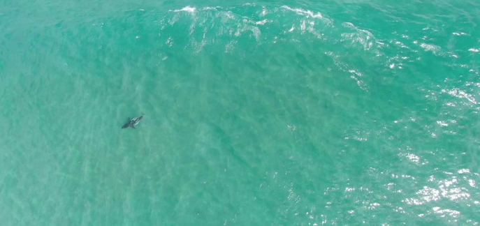 Беспилотники помогут защитить серферов и акул