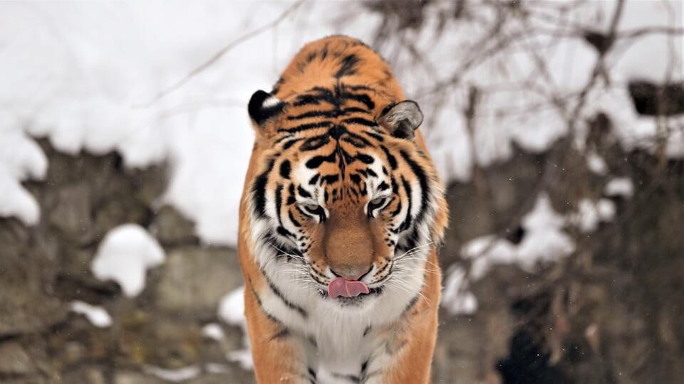 В Хабаровском крае поймали тигра, державшего в страхе тысячи жителей