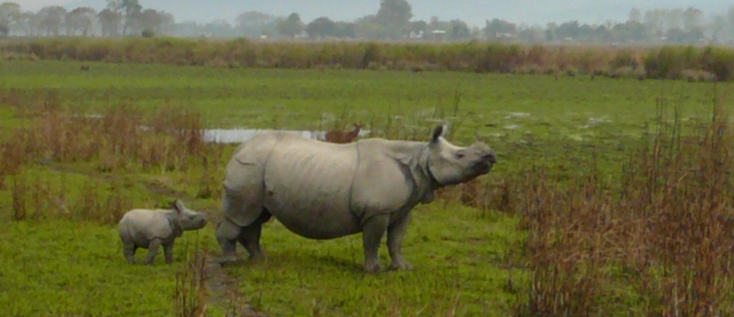 Популяция индийского носорога начала восстанавливаться