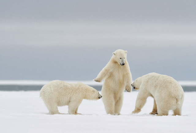 фото белых медведей