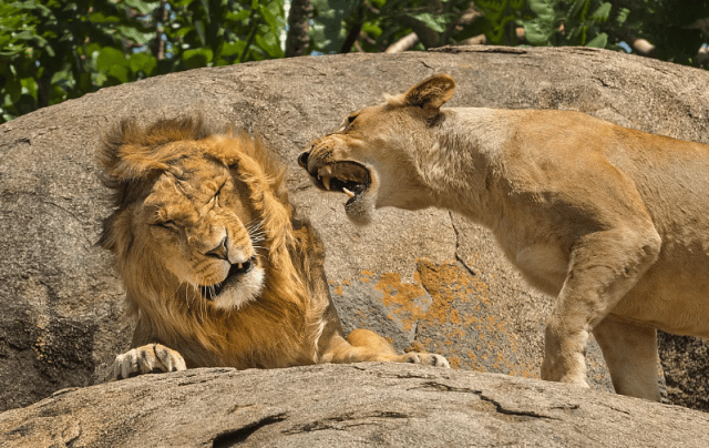 Определен победитель Nikon Comedy Wildlife Awards 2024